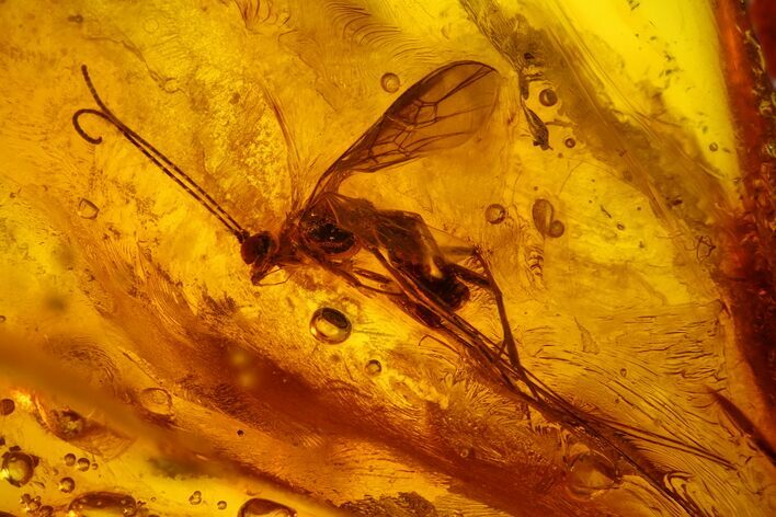 Detailed Fossil Cranefly (Limoniidae) In Baltic Amber #128359